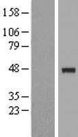 IP6K3 Protein (Over-Expression Lysate Myc-DDK (Flag))