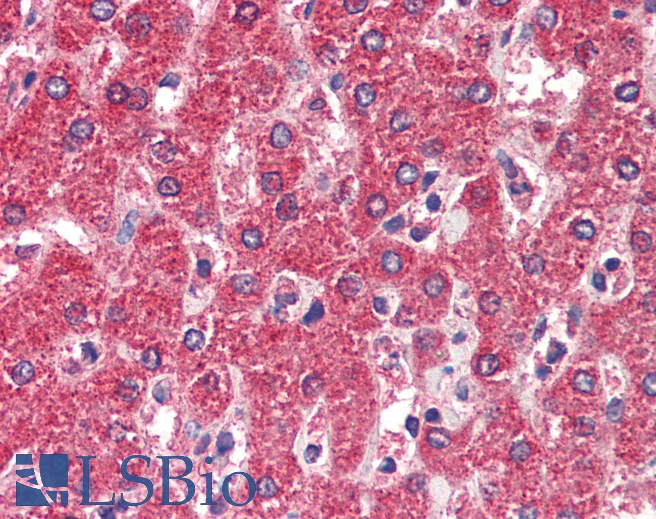 IHC-plus™ MPV17 Antibody (aa8-19)