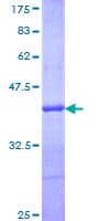 Human PRDX5 / Peroxiredoxin 5 Protein (Recombinant GST, N-terminus)