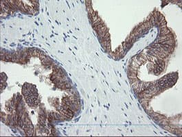 VBP1 Antibody (clone OTI2E6)