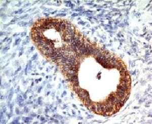 CDH1 / E Cadherin Antibody (clone CDH1/1525, Azide-free, BSA-free)