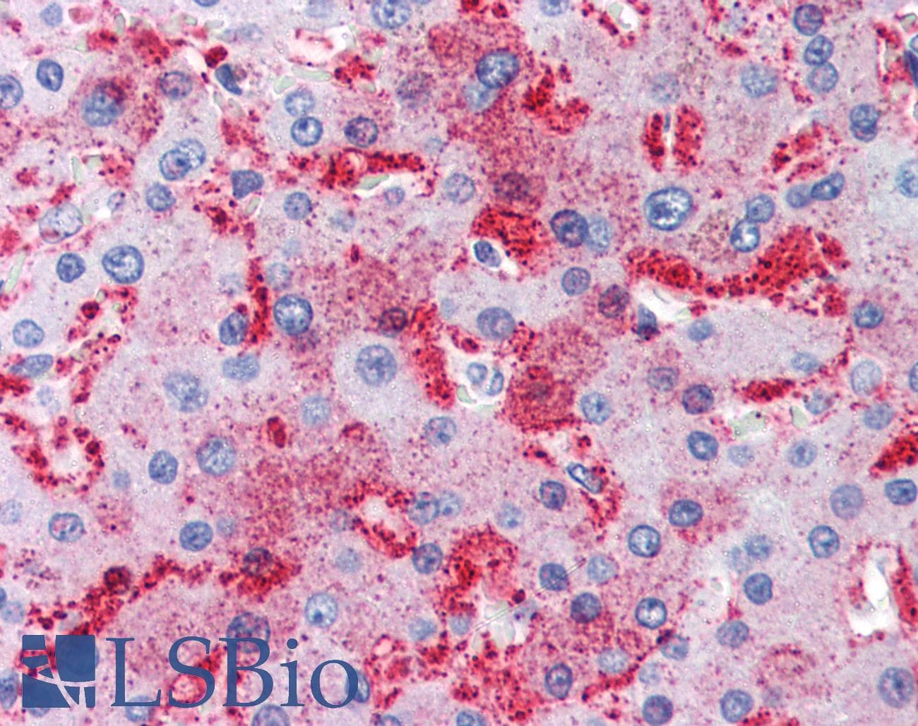 IHC-plus™ MUC13 Antibody (Internal)