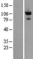 PDE2A Protein (Over-Expression Lysate Myc-DDK (Flag))