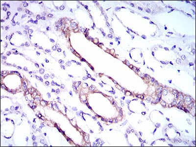 RPL18A Antibody (aa50-176, clone 6G6G10)