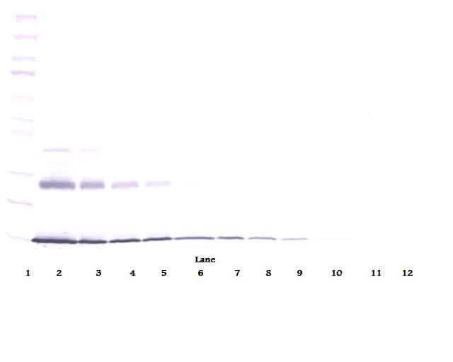 IL9 Antibody