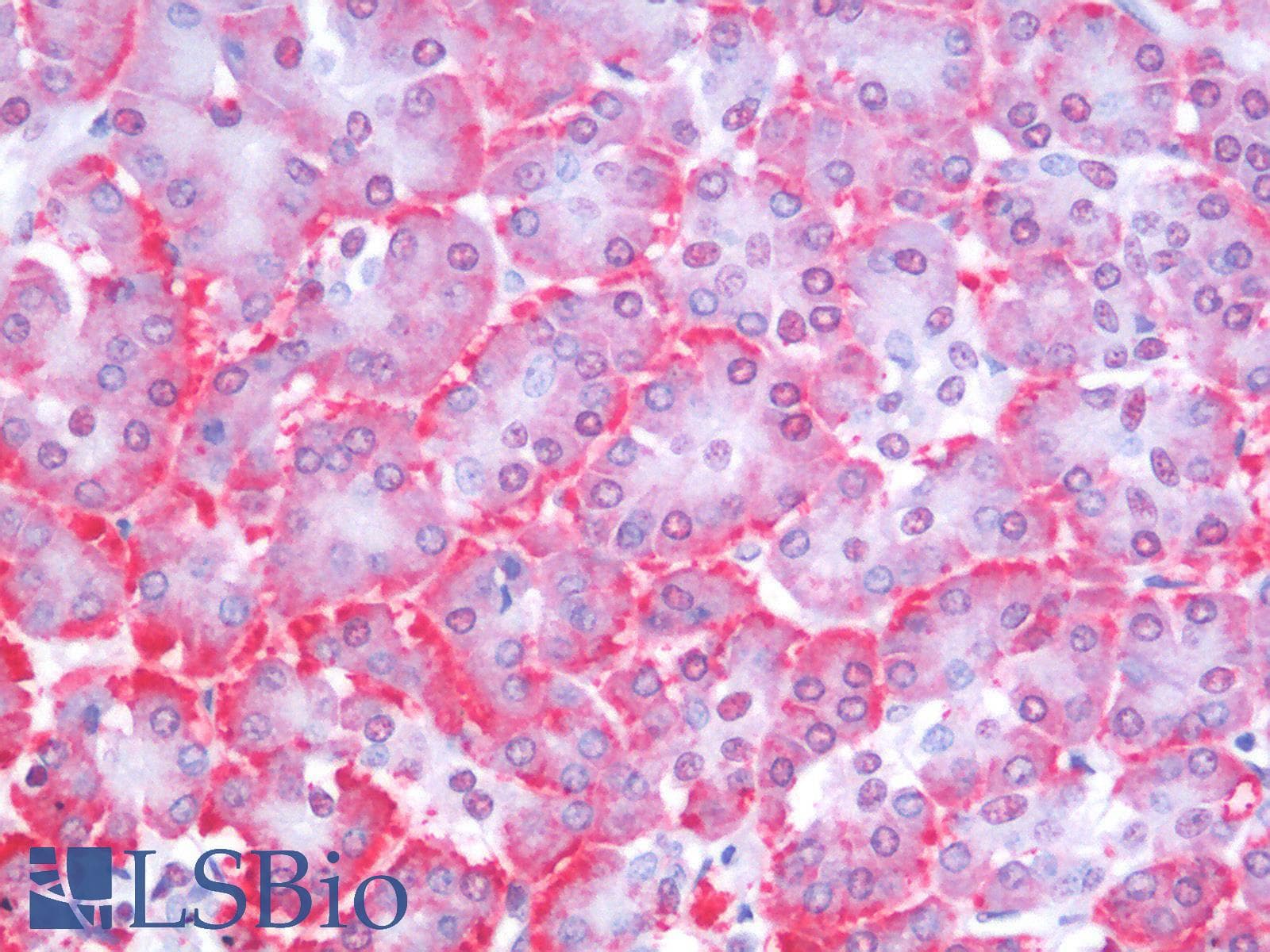 IHC-plus™ PTEN Antibody