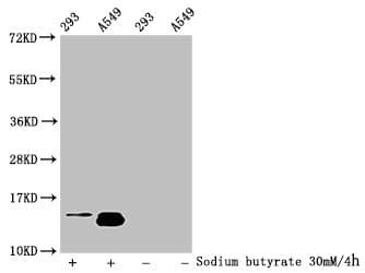 HIST1H2BN Antibody