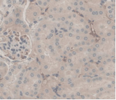 Complement C5 Antibody (PE)