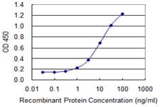 Monoclonal Mouse anti-Human FMN2 / Formin 2 Antibody (clone 1C2, WB)