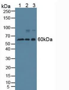 BECN1 / Beclin-1 Antibody (aa1-273)