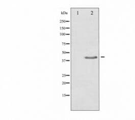 Polyclonal Rabbit anti-Human TGFB1 / TGF Beta 1 Antibody (IHC, WB)