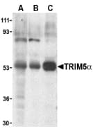 IHC-plus™ TRIM5 Antibody