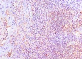 LSP1 Antibody (aa1-339)