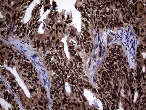 SSU72 Antibody (clone OTI5A1)