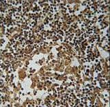 IL36A Antibody (aa35-61)