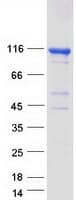 Human FAM40B Protein (Recombinant Myc-DDK (Flag))