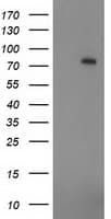 ZIM2 Antibody (clone OTI5C7)