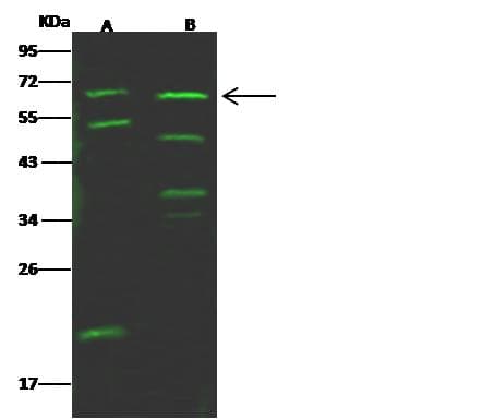 AcPL / IL18RAP Antibody (Preservative Free)