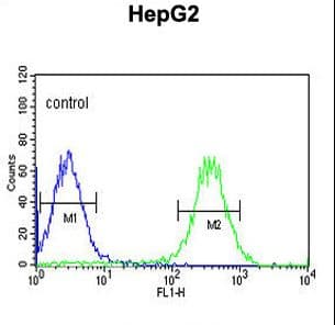 Polyclonal Rabbit anti-Human ARSI / Arylsulfatase I Antibody (aa454-483, WB)