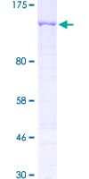 Human PKN3 Protein (Recombinant GST)