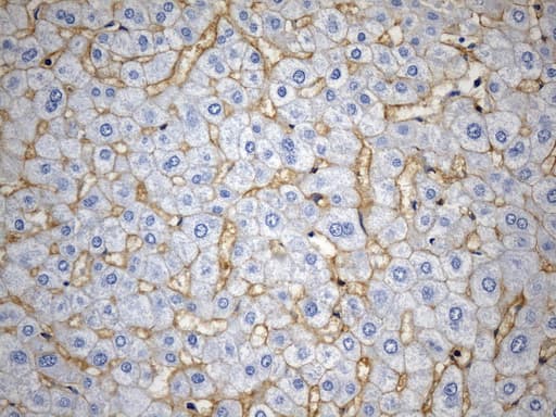 CD99 Antibody (clone UMAB261, Carrier-free)