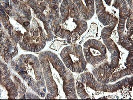 TMEM173 / STING Antibody (clone OTI4H8)