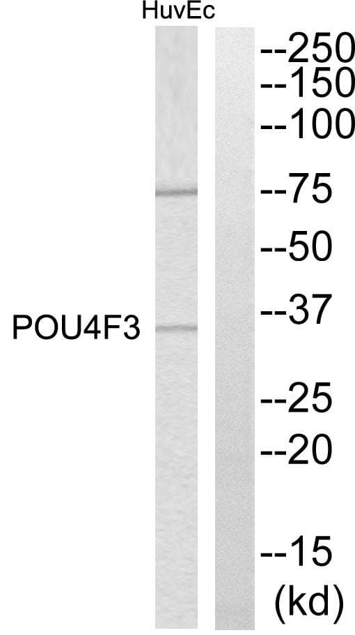 Polyclonal Rabbit anti-Human POU4F3 / BRN3C Antibody (WB)