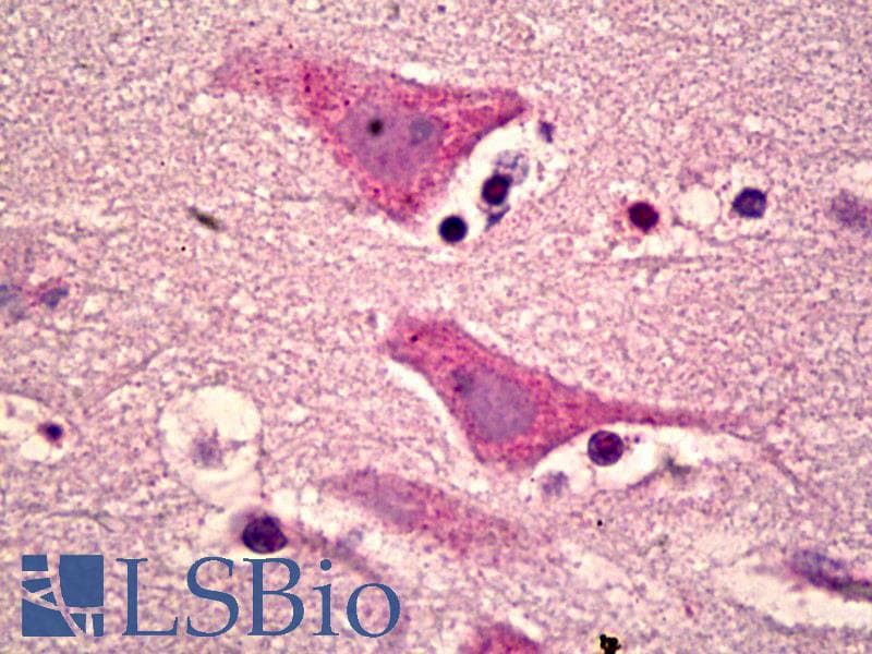 IHC-plus™ GPR151 Antibody (aa276-325)