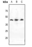 DCX / Doublecortin Antibody