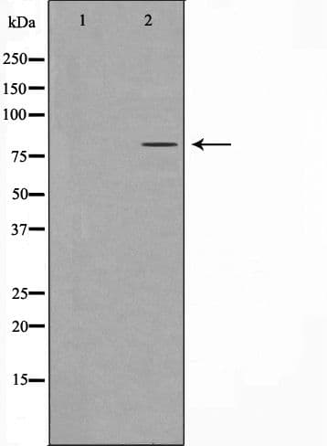 HMMR / CD168 / RHAMM Antibody