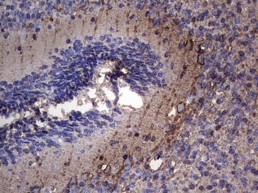 NCAM / CD56 Antibody (aa20-718, clone OTI2C3)