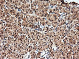 Monoclonal Mouse anti-Human KLK8 / Kallikrein 8 Antibody (clone OTI1D2, IHC, IF, WB)