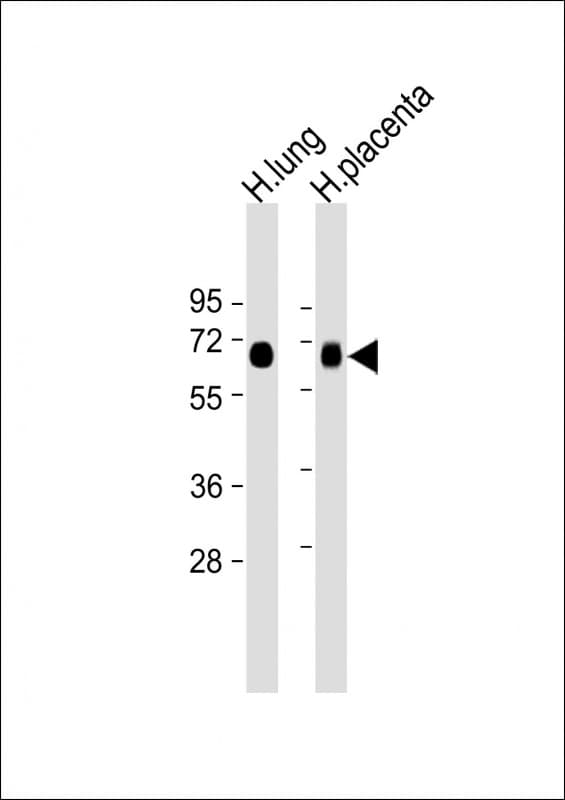 SLC7A5 / CD98 Light Chain Antibody (N-Terminus)