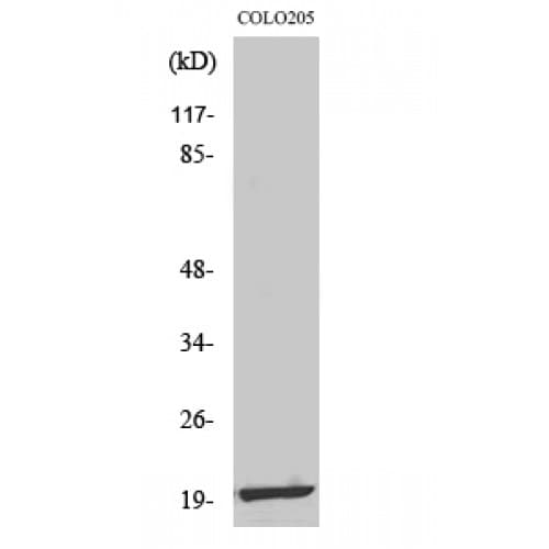MRPL12 Antibody (1-80 aa, Internal)
