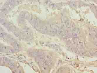 WDR53 Antibody
