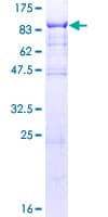 Human PPIL4 Protein (Recombinant GST)