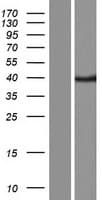 Human CASP12 / Caspase 12 Protein (Over-Expression Lysate Myc-DDK (Flag))