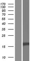 CTLA4 / CD152 Protein (Over-Expression Lysate Myc-DDK (Flag))