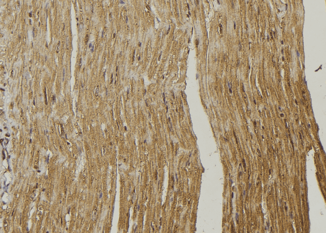RDH10 Antibody