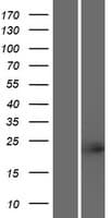 TCF23 Protein (Over-Expression Lysate Myc-DDK (Flag))