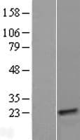 Human CYorf15A Protein (Over-Expression Lysate Myc-DDK (Flag))