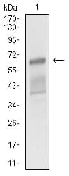 ALCAM / CD166 Antibody (aa48-216, clone 4H9A5)