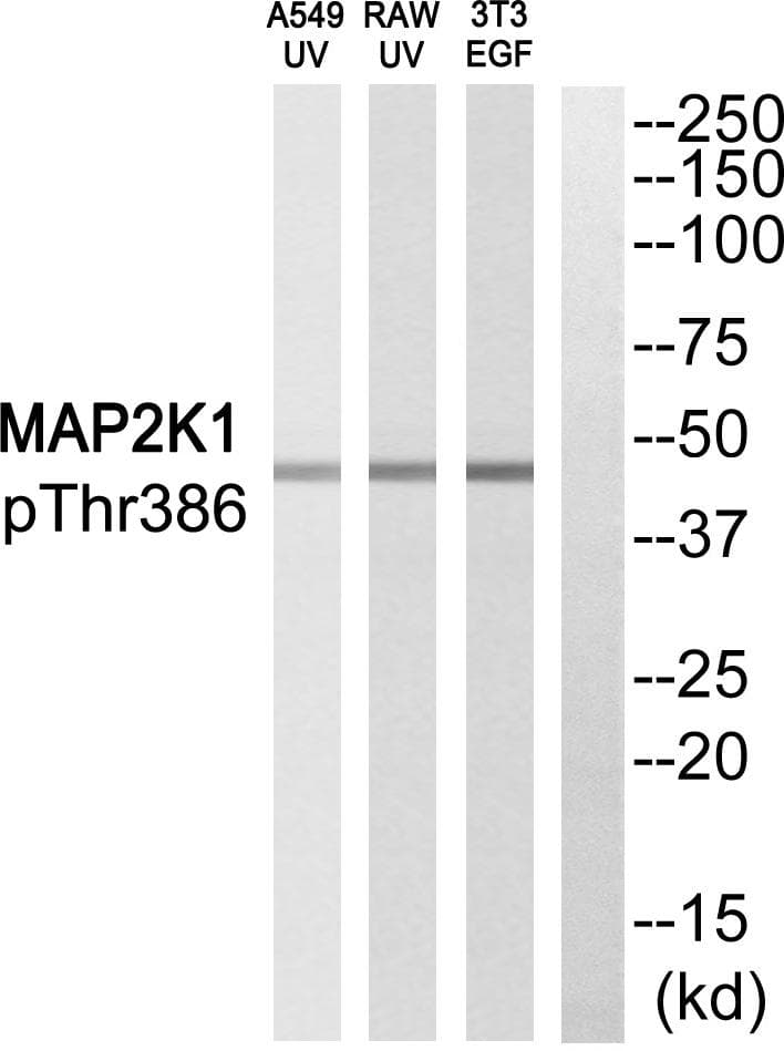 Polyclonal Rabbit anti-Human MAP2K1 / MKK1 / MEK1 Antibody (phospho-Thr386, WB)
