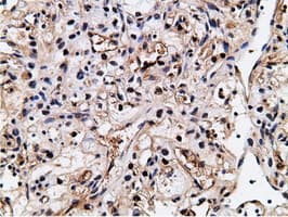 NT5DC1 Antibody (clone OTI1B1)