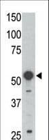 BLK Antibody (aa1-30)