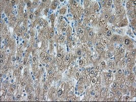 Monoclonal Mouse anti-Human PDE4A / PDE4 Antibody (clone OTI2G2, IHC, IF, WB)