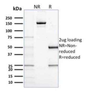 IHC-plus™ CD68 Antibody (clone C68/684, Azide-free, BSA-free)