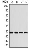 Basigin / Emmprin / CD147 Antibody (C-Terminus)