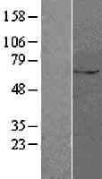 ZUFSP Protein (Over-Expression Lysate Myc-DDK (Flag))