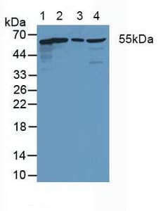 CXADR Antibody (aa20-229)